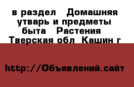  в раздел : Домашняя утварь и предметы быта » Растения . Тверская обл.,Кашин г.